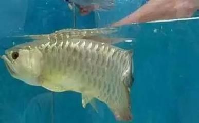 金龍魚(yú)幼崽多少錢金龍魚(yú)幼崽多少錢金龍魚(yú)幼崽多少錢：金龍魚(yú)幼崽多少錢一只