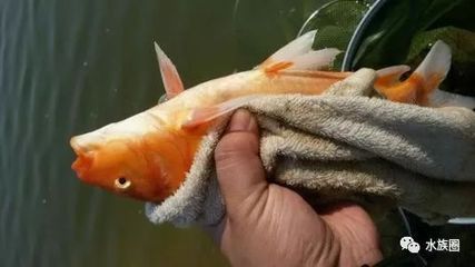 發龍魚的朋友圈：「龍魚之光，閃耀生活每一刻」
