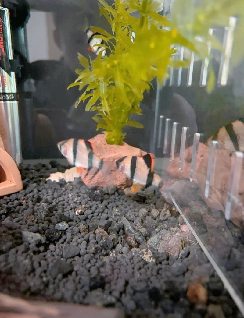 魔鬼刀混養龍魚