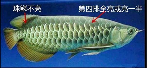 金龍檔位的圖解圖