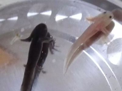 龍魚怎么養及喂養技巧知乎：養龍魚需要了解龍魚的品種、魚缸的選擇、水質的管理等多個方面