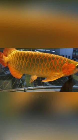 招財魚能和紅龍魚混養嗎圖片