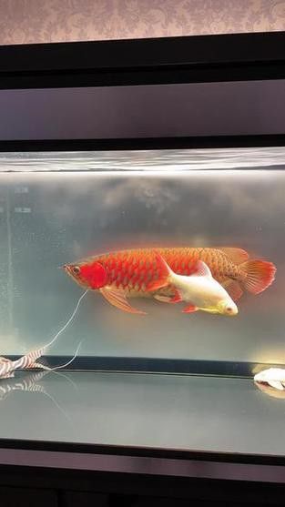 招財魚能和紅龍魚混養嗎圖片