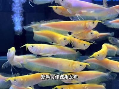 黃化白子龍魚能長多大：黃化白子龍魚的體型大小與其生活環境、基因以及飼養條件有關
