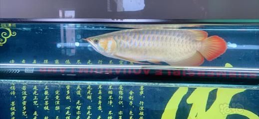 龍魚什么樣算突眼：關于龍魚突眼的一些詳細信息