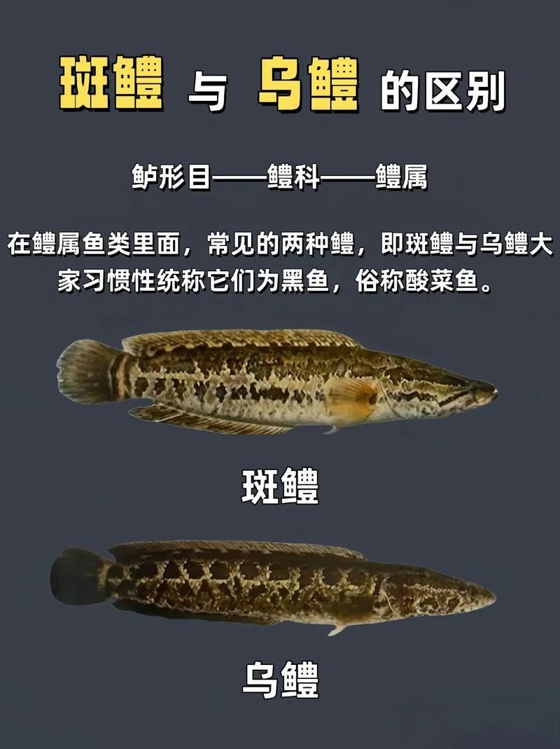 黑魚(yú)是龍魚(yú)嗎圖片大全大圖