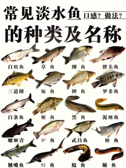 黑魚(yú)是龍魚(yú)嗎圖片大全大圖