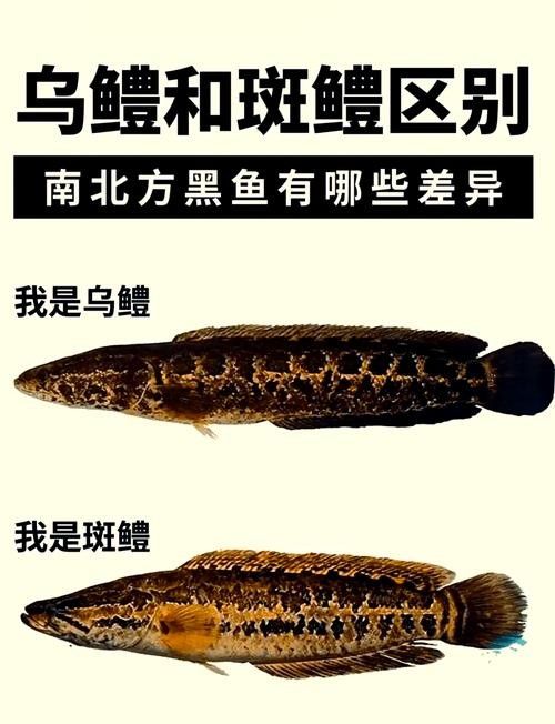 黑魚(yú)是龍魚(yú)嗎圖片大全大圖