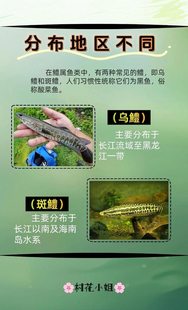 黑魚(yú)是龍魚(yú)嗎圖片大全大圖
