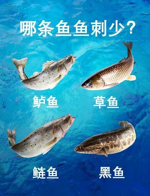 黑魚(yú)是龍魚(yú)嗎圖片大全大圖