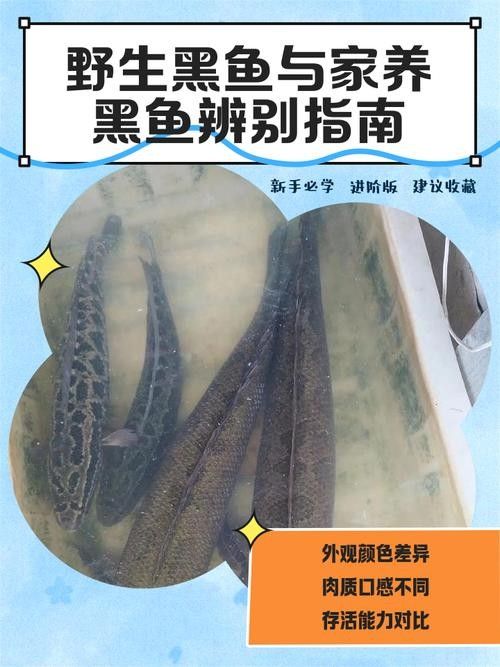 黑魚(yú)是龍魚(yú)嗎圖片大全大圖