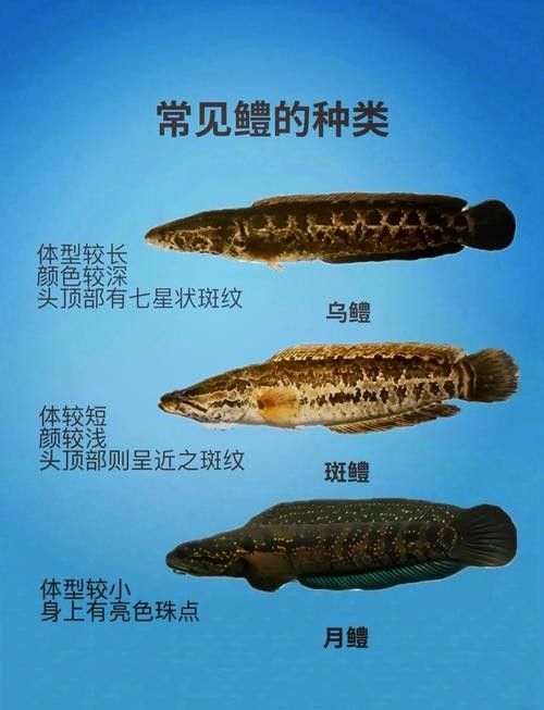 黑魚(yú)是龍魚(yú)嗎圖片大全大圖