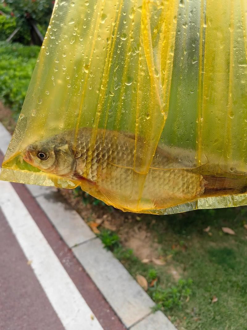 黑魚(yú)是龍魚(yú)嗎圖片大全大圖