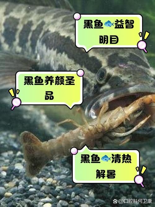 黑魚(yú)是龍魚(yú)嗎圖片大全大圖