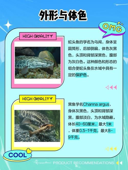 黑魚(yú)是龍魚(yú)嗎圖片大全大圖