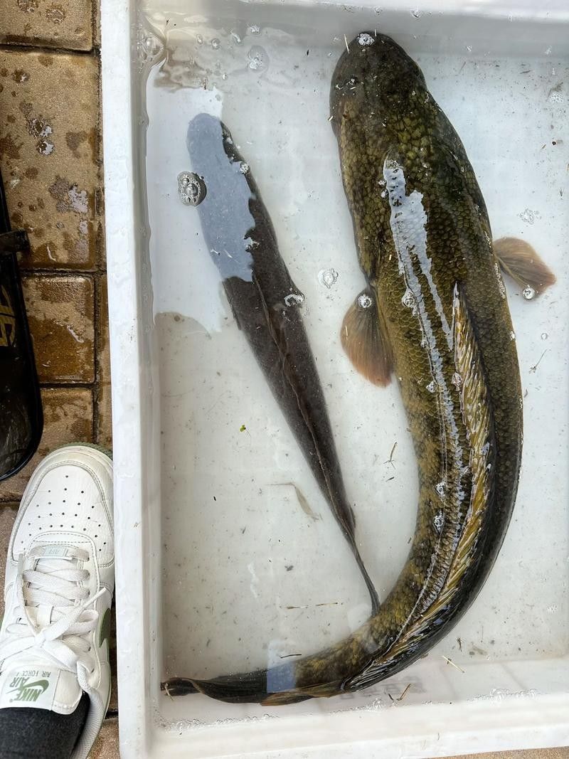 黑魚(yú)是龍魚(yú)嗎圖片大全大圖
