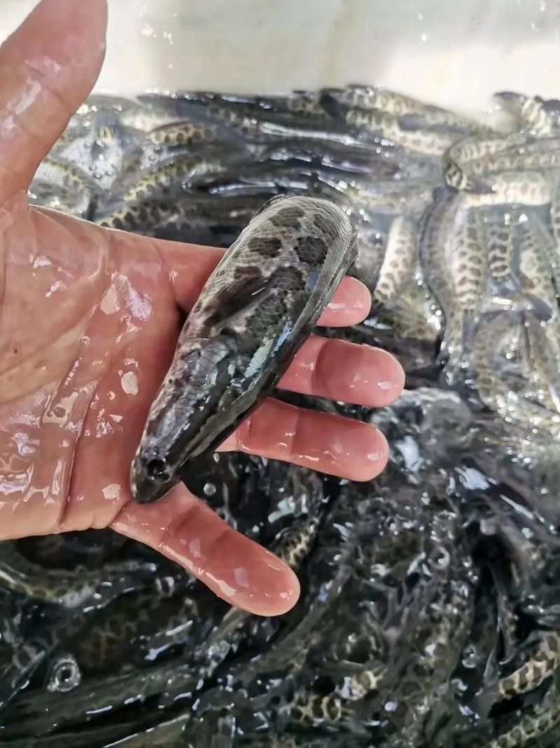 黑魚(yú)是龍魚(yú)嗎圖片大全大圖