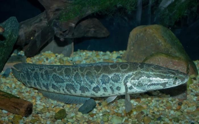 黑魚(yú)是龍魚(yú)嗎圖片大全大圖