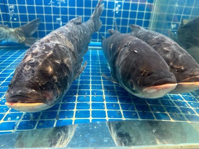 黑魚(yú)是龍魚(yú)嗎圖片大全大圖