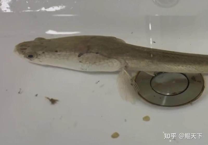 黑魚(yú)是龍魚(yú)嗎圖片大全大圖