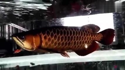 龍魚黑鱗是由于水質(zhì)不良或波動引起的，龍魚黑鱗什么原因：龍魚黑鱗怎么辦