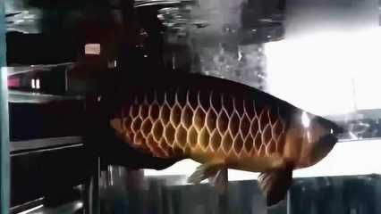 龍魚黑鱗是由于水質(zhì)不良或波動引起的，龍魚黑鱗什么原因：龍魚黑鱗怎么辦