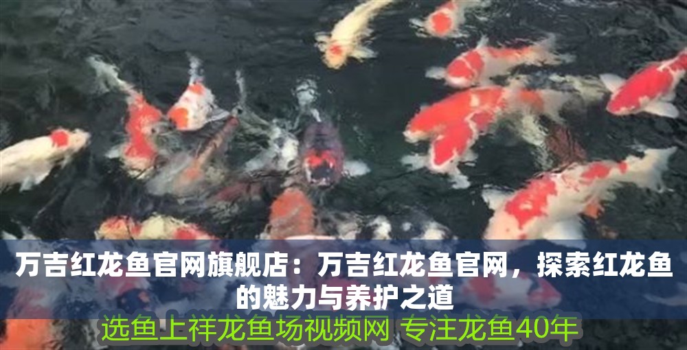 萬吉紅龍魚官網(wǎng)旗艦店：萬吉紅龍魚官網(wǎng)，探索紅龍魚的魅力與養(yǎng)護(hù)之道
