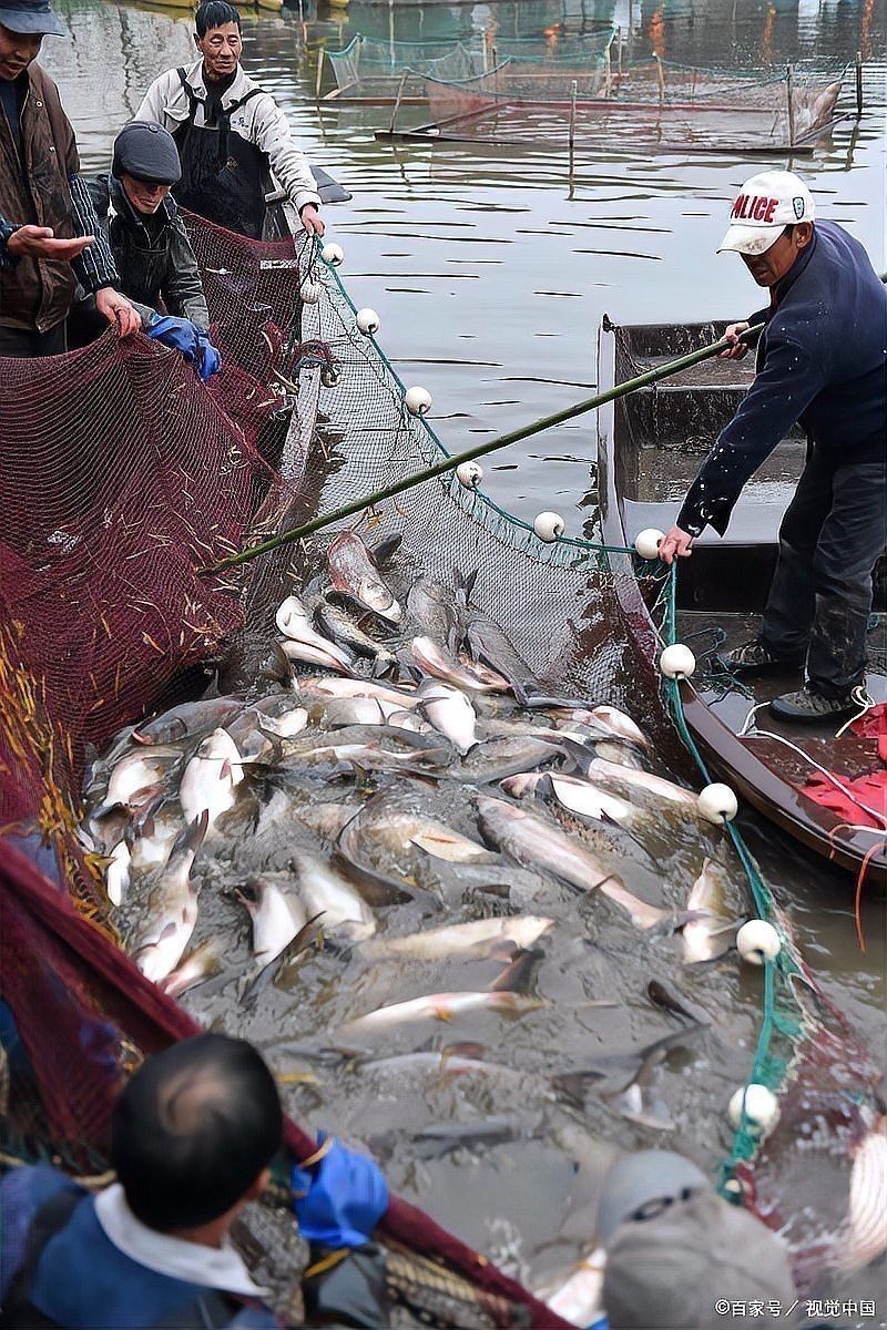 如何計算龍躉魚的養殖密度？
