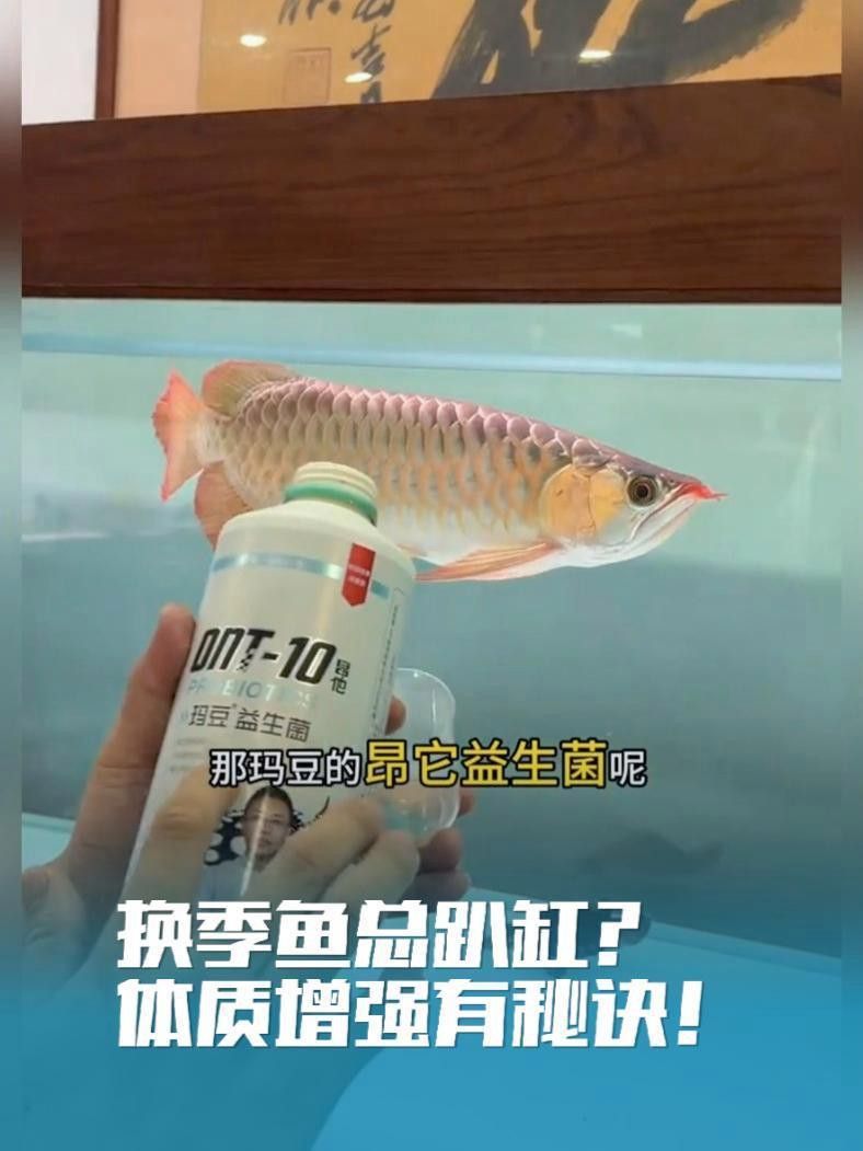 如何緩解紅龍魚的應激狀態？