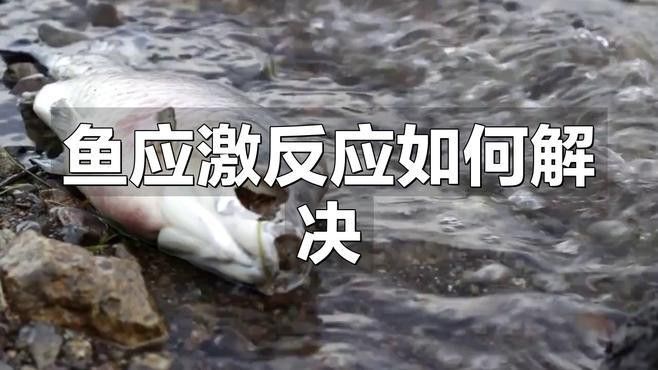 如何緩解紅龍魚的應激狀態？