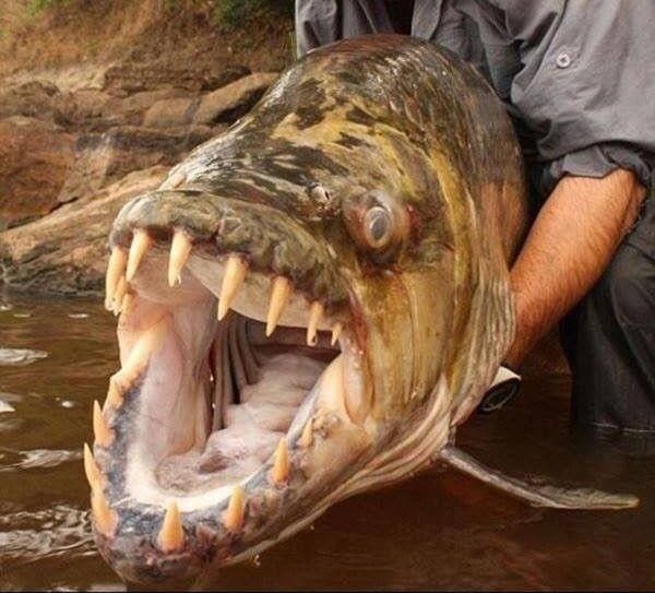黃金河虎和龍魚哪個厲害些