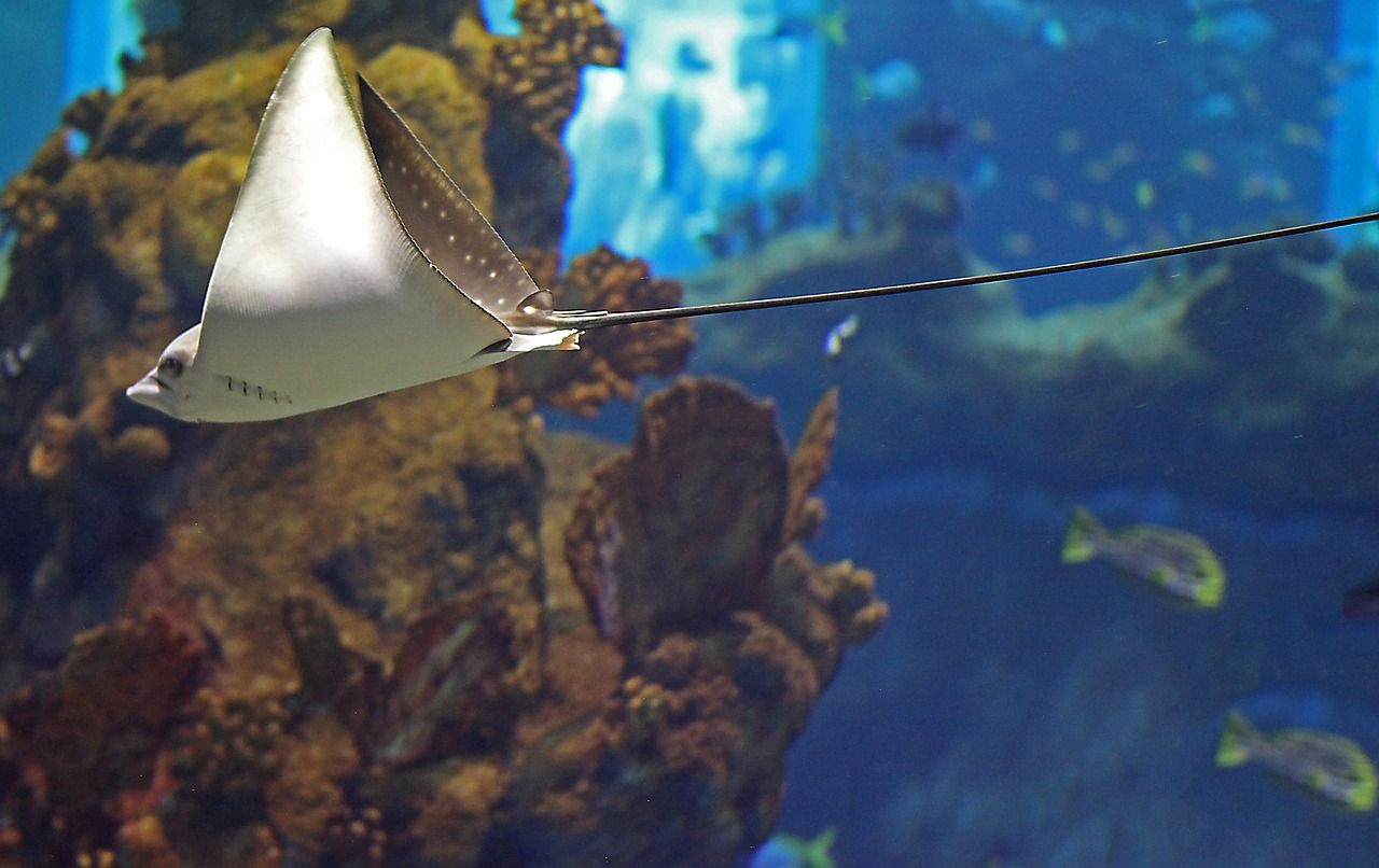 魚缸養十三條魚好不好（魚缸養十三條魚什么意思）