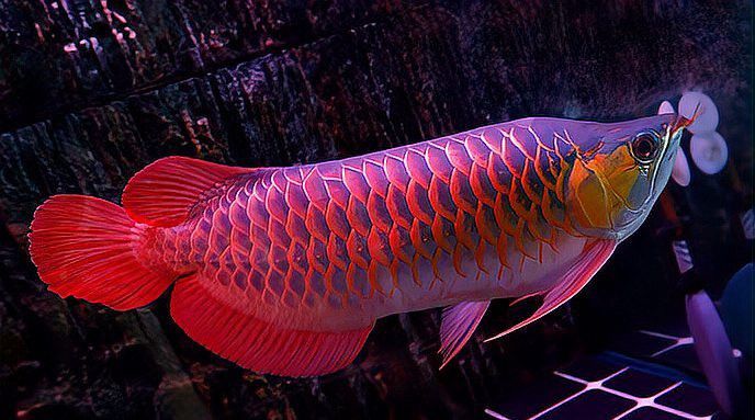 赤血紅龍和辣椒紅龍哪個更有收藏價值？