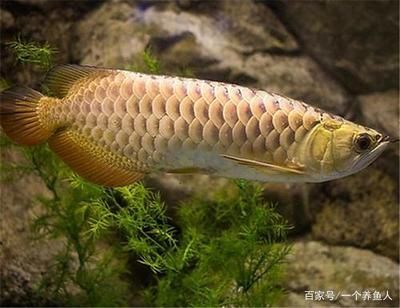家里養金龍魚是什么條件的人（養殖金龍魚需要滿足哪些條件？）