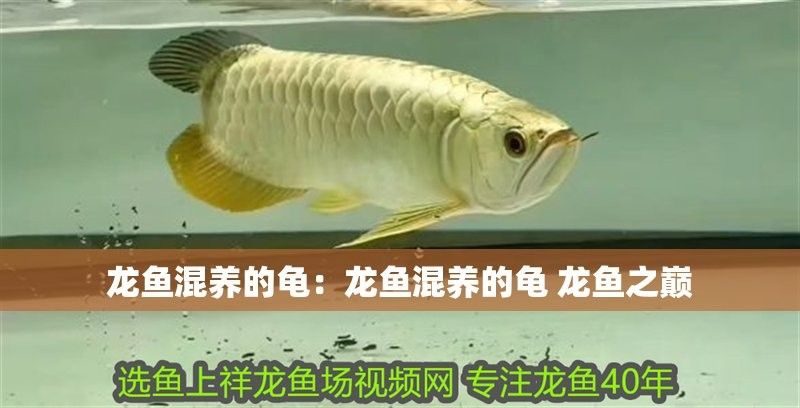 龍魚混養深水龜