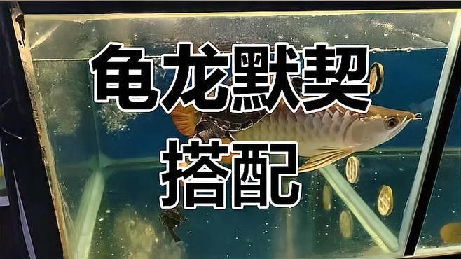 龍魚混養深水龜