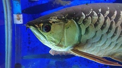 金龍魚眼睛蒙白點怎么辦：金龍魚的眼睛蒙白點怎么辦