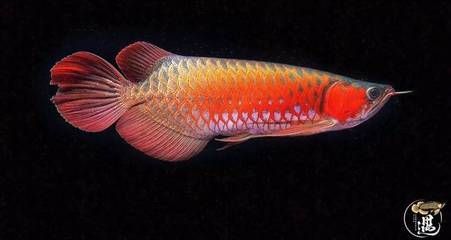 龍魚發色LED燈與燈管燈的比較（關于龍魚發色，選擇led燈還是燈管燈）