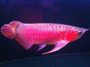 怎樣養(yǎng)好龍魚視頻解說