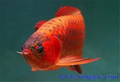 紅龍魚(yú)怎么樣喂長(zhǎng)得快一點(diǎn)的：紅龍魚(yú)怎么喂長(zhǎng)得快一點(diǎn)的