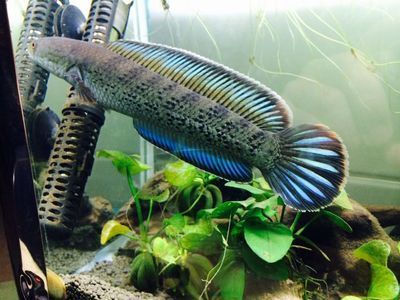 雷龍魚品種大全匯總，雷龍魚品種大全