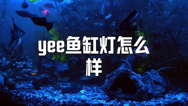 YEE龍魚燈的散熱性能如何