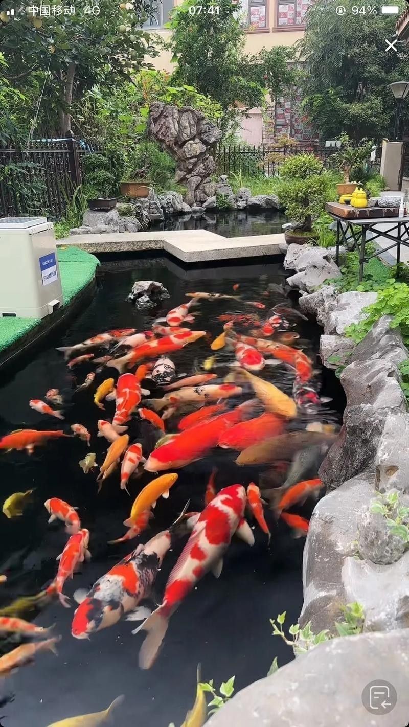 帝龍紅龍魚的最佳混養伙伴
