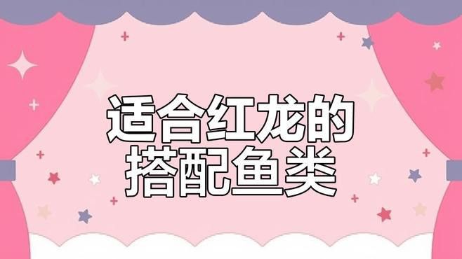 帝龍紅龍魚的最佳混養伙伴