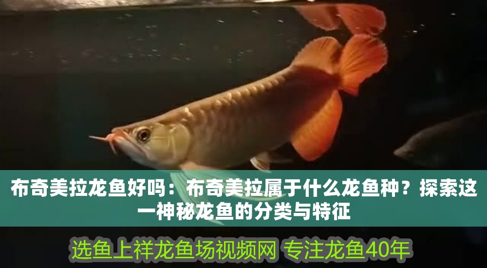 布奇美拉龍魚好嗎：布奇美拉屬于什么龍魚種？探索這一神秘龍魚的分類與特征