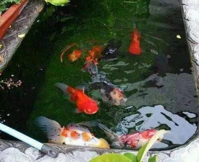 綠水養龍魚：綠水中的藻類在光<strong><mark>合作</mark></strong>用下可以消耗二氧化碳和氨