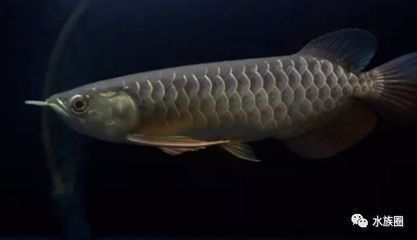 龍魚開燈最佳時間是多少（龍魚開燈的最佳時間需根據(jù)飼養(yǎng)情況和環(huán)境決定）