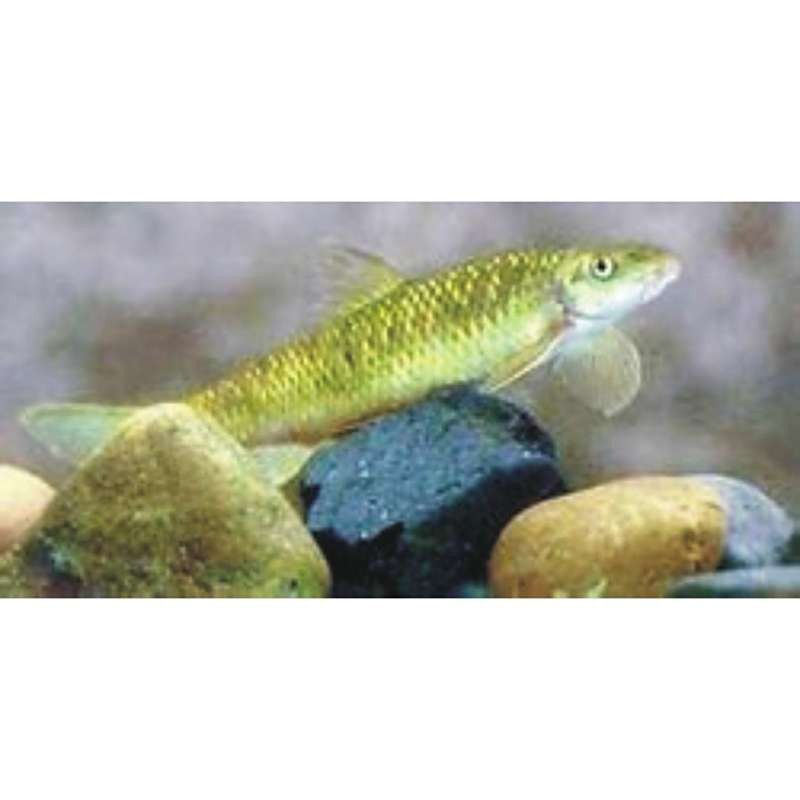 盤龍魚是什么魚