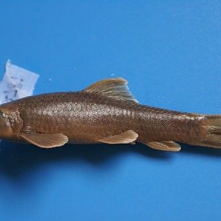 盤龍魚是什么魚
