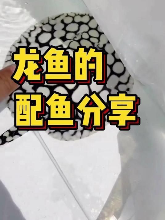 龍魚最經典三個配魚